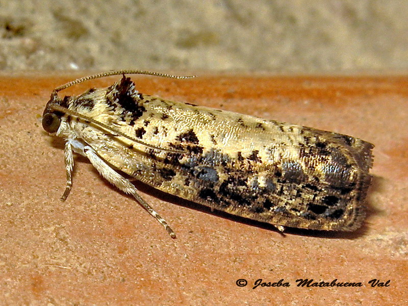 Hedia salicella - Tortricidae